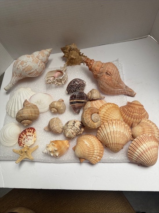 Other - Mixed Natural Seashell Collection - Beige & White Tones